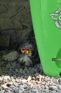 Totem Advenuture Un cane con occhiali da sole rosa è sdraiato sulla ghiaia, parzialmente nascosto dietro una tavola da surf verde brillante. Rafting Kayaking Parapendio Canyoning Valle d’Aosta